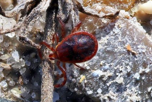 Haemaphysalis inermis